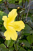 Hibiscus 'Jaune' in bloom in a garden