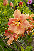 Hibiscus 'Orange' in bloom in a garden