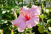 Hibiscus 'Rose' in bloom in a garden