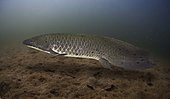 Australian lungfish, Neoceratodus forsteri. Swimming. It is one of six representatives of the ancient air-breathing Dipnoi (lungfishes) that flourished during the Devonian period. They can breath air with single dorsal lung, used to supplement the oxygen supply through the gills. Queensland, Australia Digital composite