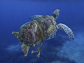 Green turtle entangled with a nylon rope that as already deformed it's carapace. Sea animals can't defend themselves from those synthetic traps that don't degrade underwater. Mediterranean Digital composite. Composite image