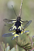 Butterfly-lion (Libelloides coccajus), Mating on a dry stalk in a meadow in the spring, Massif des Maures, Mayons area, France
