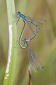 Azure damselfly (Coenagrion puella) Copulatory heart on a reed leaf in spring, forest pond, massif de la Reine, Lorraine, France