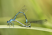 Azure damselfly (Coenagrion puella) Copulatory heart on a reed leaf in spring, forest pond, massif de la Reine, Lorraine, France