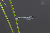 Azure damselfly (Coenagrion puella) on bank, Vosges, France