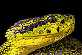 Portrait of Talamancan palm-pitvipers (Bothriechis nubestris) endemic Costa Rica