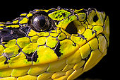 Portrait of Talamancan palm-pitvipers (Bothriechis nubestris) endemic Costa Rica