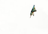 Kingfisher (Alcedo atthis) female diving, England