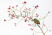 Kingfisher (Alcedo atthis) Female perched amongst rose hips, England