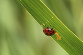 Ladybug (Coccinellidae sp) laying on a blade of grass, France