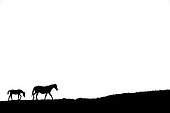 Silhouette of Mare and foal walking on white background