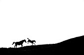 Silhouette of Mare and foal kicking on white background
