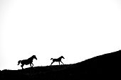 Silhouette of Mare and foal running on white background