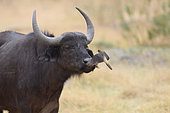 African buffalo (Syncerus caffer) and yellow-billed oxpecker, Botswana