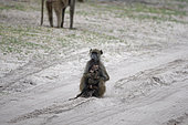 Chacma baboon (Papio ursinus) female and a dead baby, Botswana