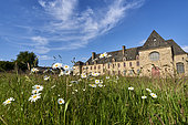 Oxeye daysy flowers (Leucanthemum vulgare) in forground of an historical convent, Brittany, France