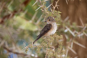 Spotted flycatcher (Muscicapa striata), Saudi Arabia