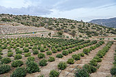 Rose field (Rosa damascena), Taif, Saudi Arabia