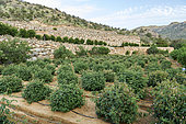 Rose field (Rosa damascena), Taif, Saudi Arabia