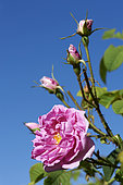 Roses (Rosa damascena), Taif, Saudi Arabia