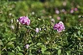 Roses (Rosa damascena), Taif, Saudi Arabia