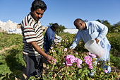 Roses harvest (Rosa damascena) at dawn, Taif, Saudi Arabia