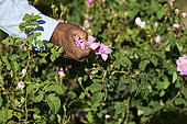Roses harvest (Rosa damascena) at dawn, Taif, Saudi Arabia