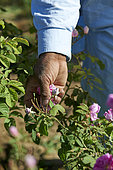 Roses harvest (Rosa damascena) at dawn, Taif, Saudi Arabia