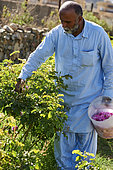 Roses harvest (Rosa damascena) at dawn, Taif, Saudi Arabia