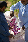 Roses harvest (Rosa damascena) at dawn, Taif, Saudi Arabia