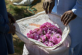 Roses harvest (Rosa damascena) at dawn, Taif, Saudi Arabia