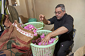 Roses weighing (Rosa damascena), Taif, Saudi Arabia