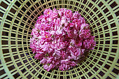 Roses weighing (Rosa damascena), Taif, Saudi Arabia