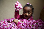 Child covered with freshly harvested roses (Rosa damascena), Taif, Saudi Arabia