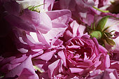 Freshly harvested roses (Rosa damascena), Taif, Saudi Arabia