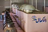 Rose distillery (Rosa damascena) 'Al-Kamal", Taif, Saudi Arabia