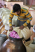 Rose distillery (Rosa damascena), Taif, Saudi Arabia
