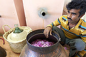 Rose distillery (Rosa damascena), Taif, Saudi Arabia