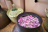 Rose distillery (Rosa damascena), Taif, Saudi Arabia