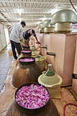 Rose distillery (Rosa damascena), Taif, Saudi Arabia