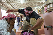 Rose distillery (Rosa damascena), Taif, Saudi Arabia