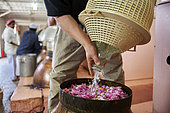 Rose distillery (Rosa damascena), Taif, Saudi Arabia