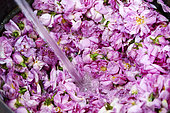 Rose distillery (Rosa damascena), Taif, Saudi Arabia
