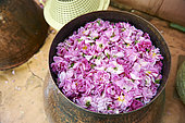 Rose distillery (Rosa damascena), Taif, Saudi Arabia