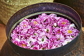 Rose distillery (Rosa damascena), Taif, Saudi Arabia