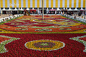 Flower carpet, rose festival (Rosa damascena), Taif, Saudi Arabia