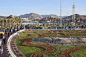Flower carpet, rose festival (Rosa damascena), Taif, Saudi Arabia