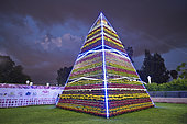 Flower structure, rose festival (Rosa damascena), Taif, Saudi Arabia