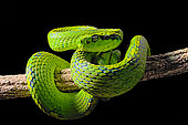 Yellow-blotched palm-pitviper (Bothriechis aurifer) on lblack background
