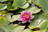 Nymphaea 'Escarbouche'
